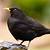 Blackbird Blackbird